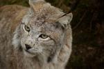 Luchs