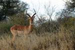 Impala