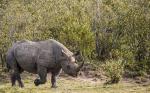 Naßhorn in der Masai Mara