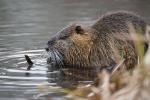 Nutria 4