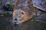 Nutria Iso 12800