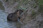 Nutria 2