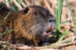 Nutria 4