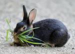 Hungry Rabbit