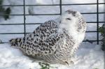 Schneeeule vom Karlsruher Zoo