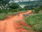 Zebra, Kenya