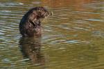 Putziges Nutria