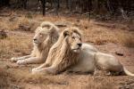 Weiße Löwen in Moholoholo