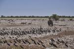 Elefant Etosha