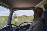 Giraffe Etosha