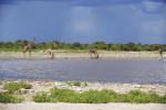 Giraffen Etosha