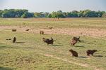 Capybaras Pantanal