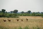 Uganda Kobs