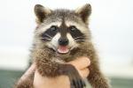 Racoon Schnappschuss