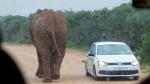 Elefant auf der Straße