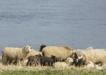 Schafe am Ufer
