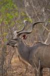 Kudu