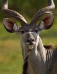 Kudu