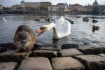 Schwan attackiert Nutria