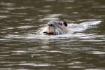 Nutria gesichtet