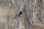 Dikdik3