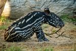 Tapir sitzt vor Ast