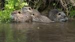 Nutria 1