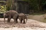 Elefanten im Tierpark Hagenbeck