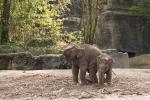 Elefanten im Tierpark Hagenbeck