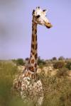 Westfarikanische Giraffe 2