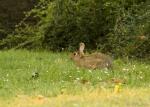 Wildkaninchen