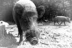 Wildschwein_TRIX400_DXO