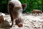 Wildschwein_Velvia50_DXO