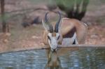 Namibia Springbock