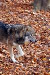 Wolf läuft durch den Wald