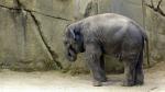 Elefant im Kölner Zoo