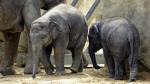 Elefant im Kölner Zoo