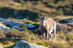 Steinbock Kitz