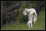 Mountain Goats