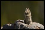 Golden Mantled Ground Squirrel