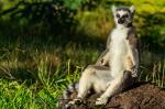 Lemur catta