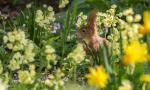 Eichhörnchen im Blumenmeer