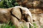 Elefant - Zoo Duisburg