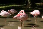 zoo amneville