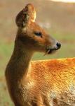 Moschus