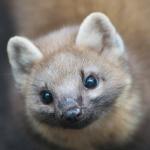 Baummarder im Wildpark Eekholt