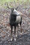 Blesshirsch im Wildpark Eekholt