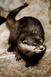 Otter