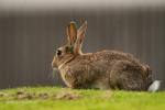 wildes Kaninchen