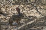 Hase im Krugerpark